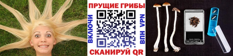 Псилоцибиновые грибы Cubensis  хочу наркоту  Нарткала 